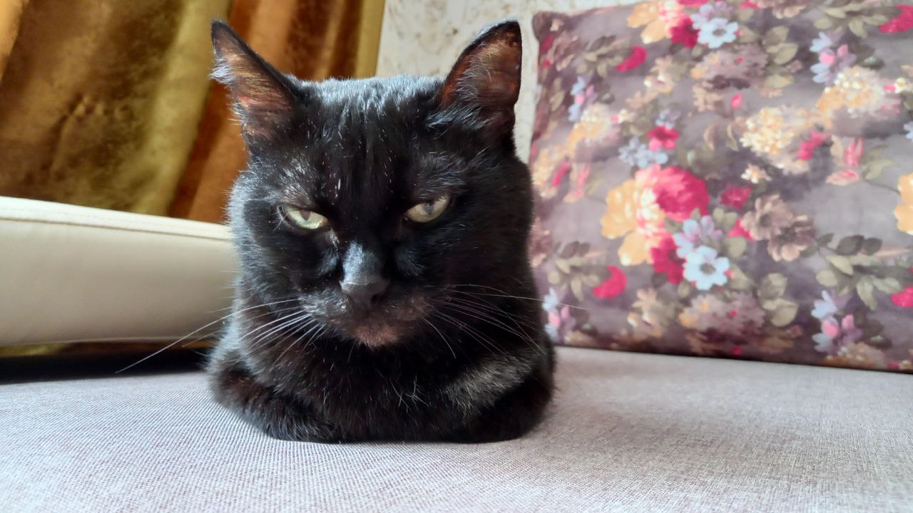 Стибас — кошка одного из сотрудников нашей редакции (ей, кстати, 14 лет!)