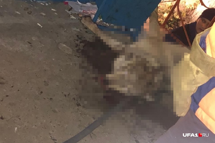 Животное планировали выпустить в лес в Иглинском районе Животное планировали выпустить в лес в Иглинском районе