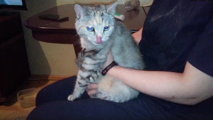 В Екатеринбурге зооспасатель вытащил кошку из затопленного подвала, куда ее выбросил хозяин