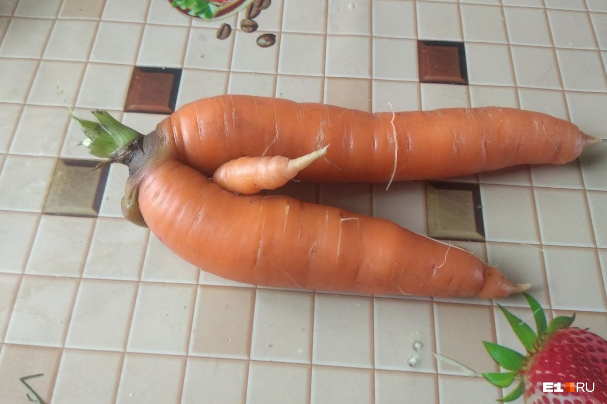Пошлые морковки и картошка в виде сердца: в огородах Екатеринбурга вырос странный урожай