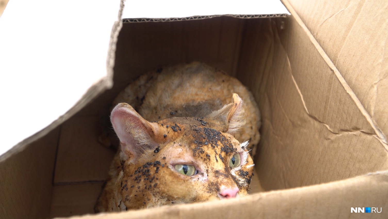 Кот, найденный спасателями под завалами дома на улице Новоселов