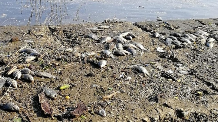 Естественные явления: в Волгограде прокуратура выяснила причину массовой гибели карасей