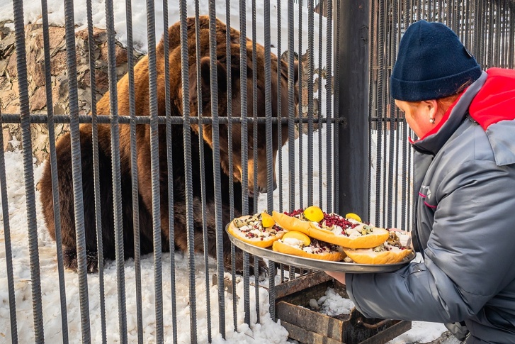 Медведям приготовили сладкие бутерброды