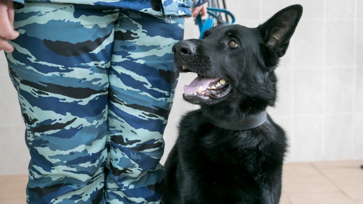 В Красноярске открыли первую ольфакторную лабораторию — там собаки по запаху находят преступников