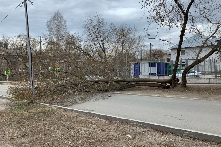 Одно из последствий — на пересечении улиц Дениса Давыдова и Нефтяников упало дерево