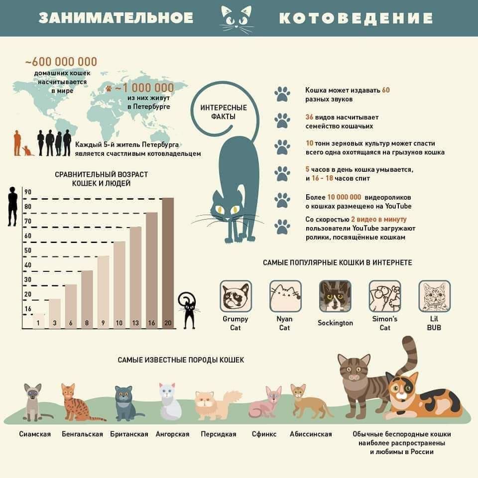 Как Рунет празднует День кошки. В Петербурге к котикам приехал даже вице-губернатор