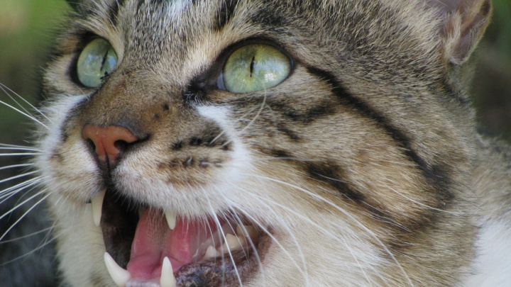 Укусила кошка: в Волгоградской области зафиксирован второй смертельный случай от бешенства