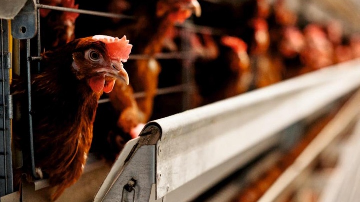 В Тюмени началась «Яйцемания»: птицефабрика «Боровская» раздаст подарки за каждую покупку
