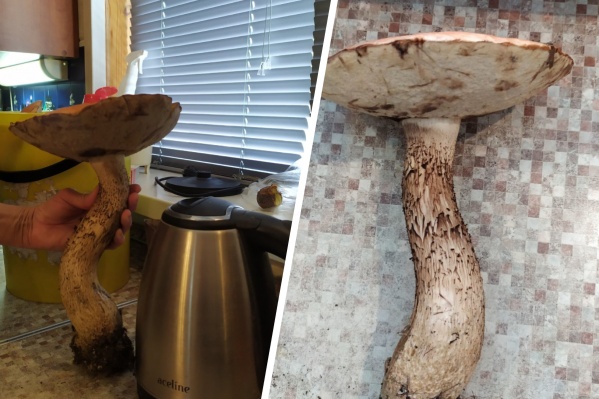Специалист говорит, что такие грибы можно употреблять в пищу