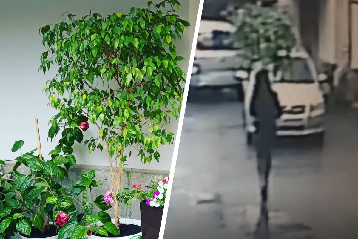 В Екатеринбурге хрупкая девушка украла дерево. Она унесла 40-килограммовый горшок, но попала на видео