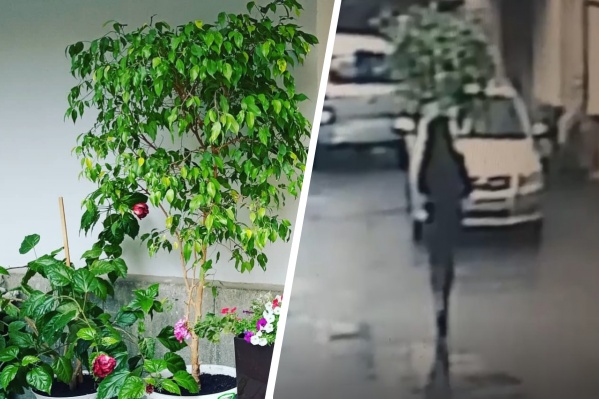 Кража дерева попала на видео Кража дерева попала на видео