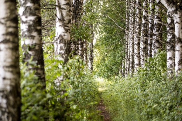 Скоро в лесах Ярославской области начнут расти подберезовики