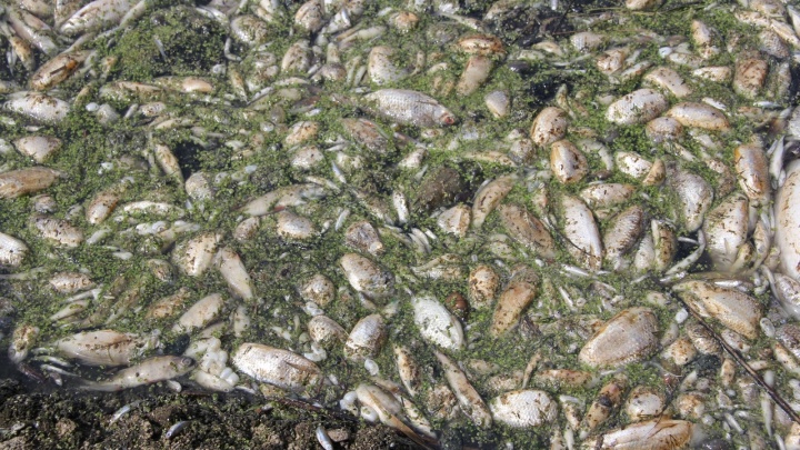 Караси второй свежести: в Волгограде выясняют причину массового замора рыбы в Волге