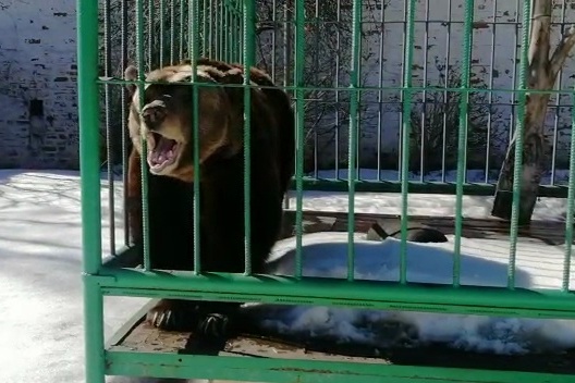 Медведица вышла и сладко зевнула на камеру Медведица вышла и сладко зевнула на камеру
