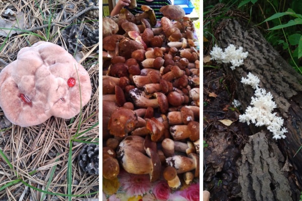 Также сейчас новосибирцы собирают гигантские белые грибы и подберезовики