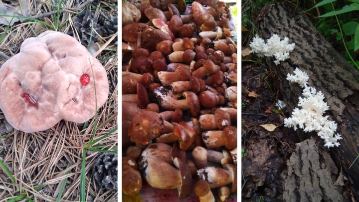 Кораллы на деревьях, гриб Юноны и земляные звезды — что в новосибирских лесах удивляет грибников