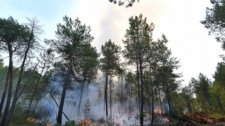 Погибший в Забайкалье пожарный тушил лес в Могочинском районе