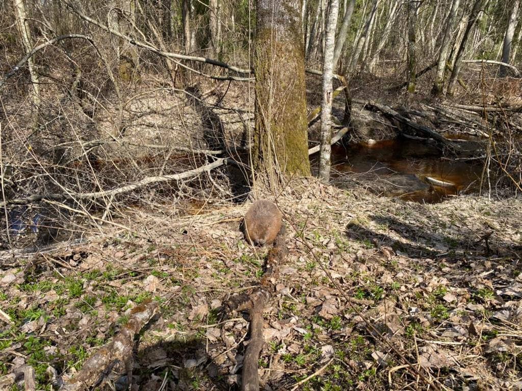 Напуган, но абсолютно здоров. Бобра, найденного в центре Петербурга, вернули в дикую природу