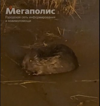 Кадр из видео в <a href="https://vk.com/spb_today" class="_">vk.com/spb_today</a>
