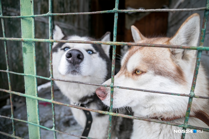 Файзер и Пандемия: красноярские собаководы стали давать питомцам клички в тематике коронавируса