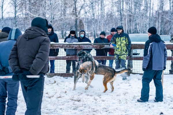 Суть таких боев в том, что животные дерутся друг с другом по-настоящему, а люди смотрят и делают ставки Суть таких боев в том, что животные дерутся друг с другом по-настоящему, а люди смотрят и делают ставки