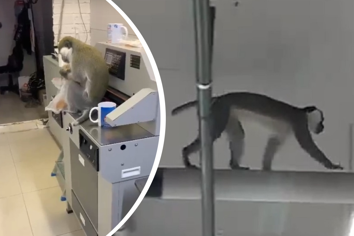 В Асбесте обезьяна сбежала с выставки животных, открывшейся в местном ТЦ