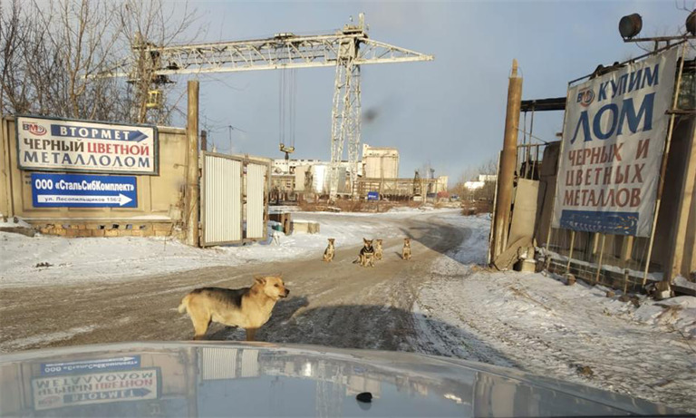 Большое количество собак попадает на улицы со строек