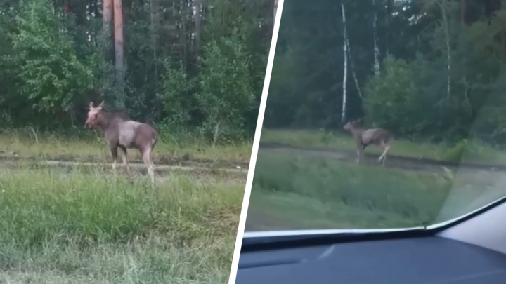 В Екатеринбурге сняли на видео, как лосенок бегает вдоль трассы