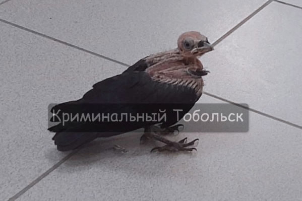 Предположительно, это небольшая галка Предположительно, это небольшая галка