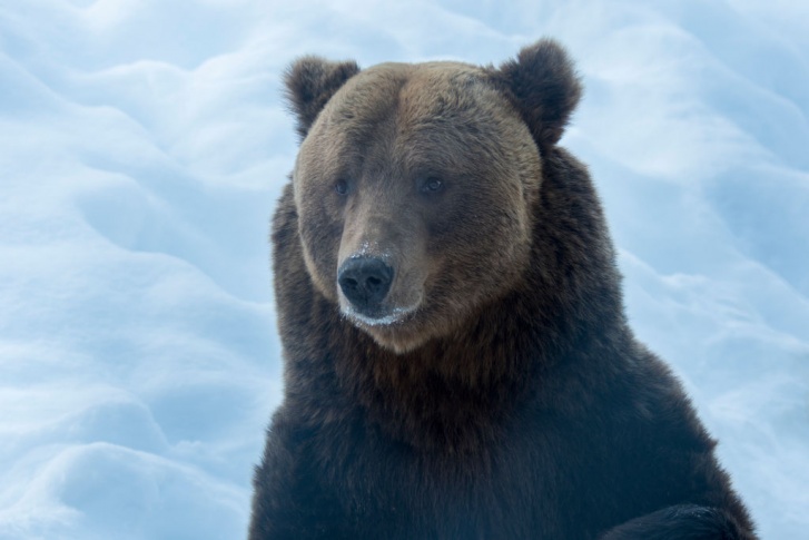 Зимой медведям очень сложно найти себе пропитание