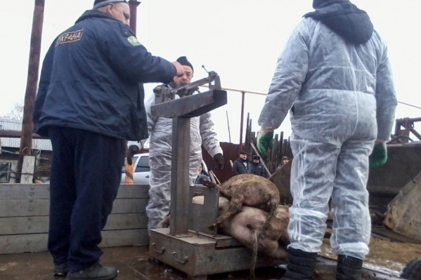 От вируса уже погибли 117 животных От вируса уже погибли 117 животных