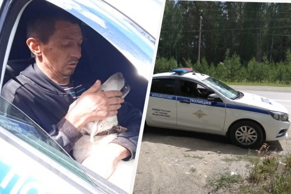 Поймать собаку помогли сотрудники ГИБДД Поймать собаку помогли сотрудники ГИБДД