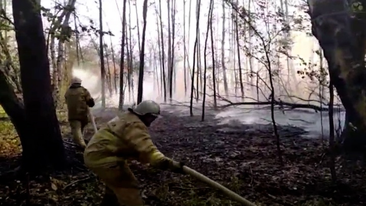 Полыхает больше 20 часов: появилось видео с места пожара в Бузулукском бору