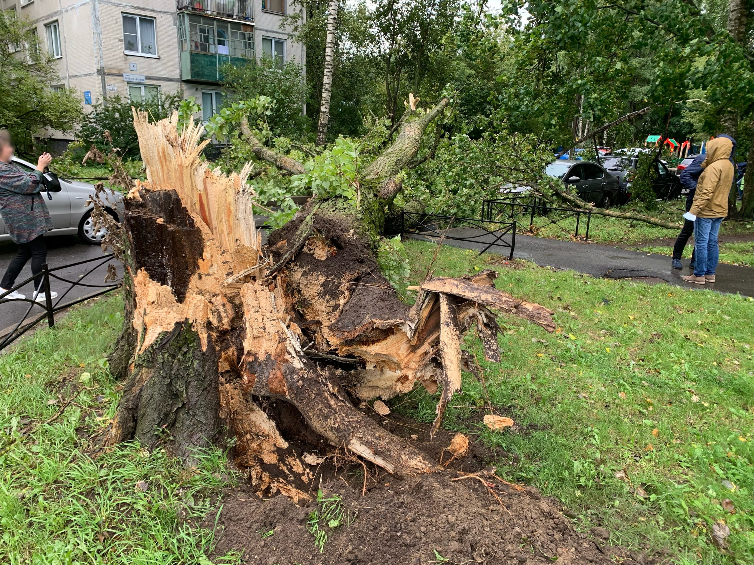 В Петербурге улицы присыпало градом, «как зимой». На Ольги Форш дерево сдуло на машину