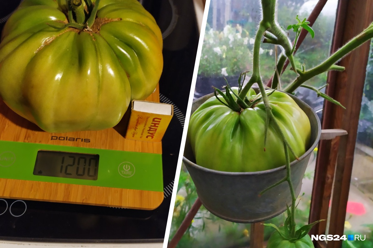 В этом году из-за холодного июня помидоры будут поменьше, сетует садовод