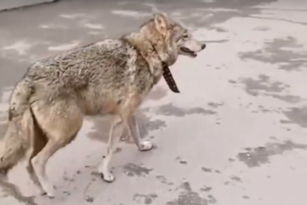 Волчица была в ошейнике, когда ее обнаружили на центральных улицах города. Хозяина так и не нашли