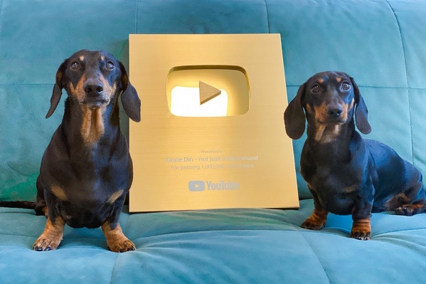 Видеоблог Doxie Din хорош вдвойне Видеоблог Doxie Din хорош вдвойне
