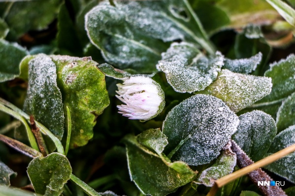 Огородникам стоит принять меры для того, чтобы посаженные весной растения не побило морозом