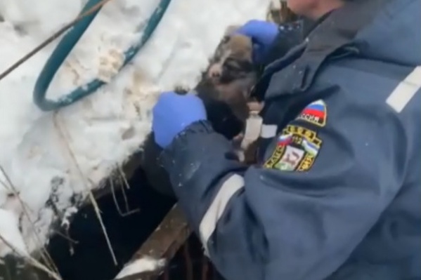 Животных вытаскивали при помощи веревки Животных вытаскивали при помощи веревки