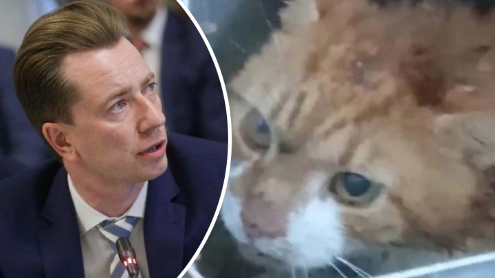 Депутат Госдумы РФ высказался о жестоком убийстве кота в Северодвинске
