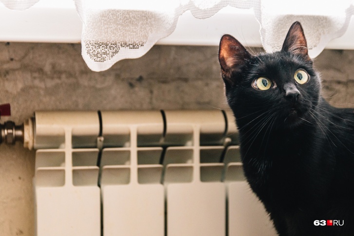 Котик как бы спрашивает: «А есть ли в вашем доме регуляторы тепла?»