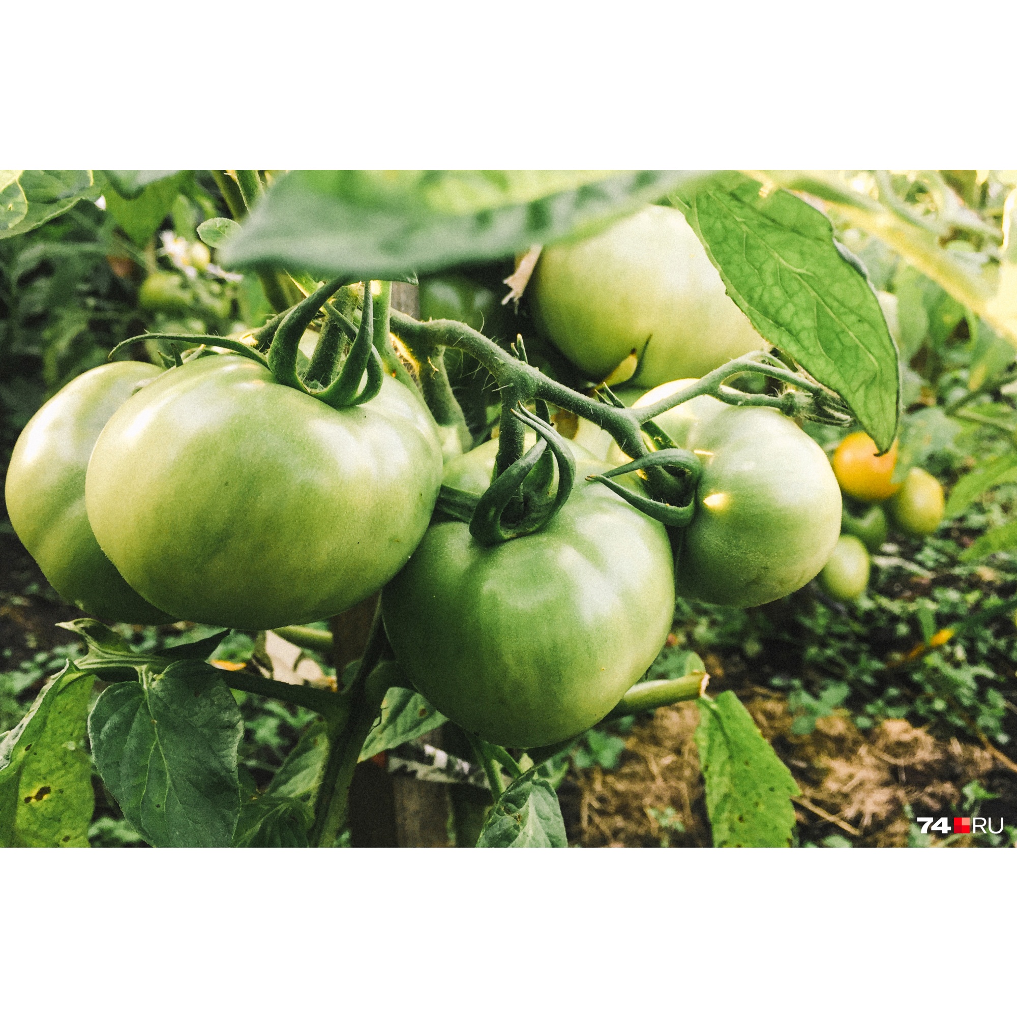 Принято считать, что срывать зеленые помидоры и оставлять их дозревать — нормально. Но это не совсем правильно