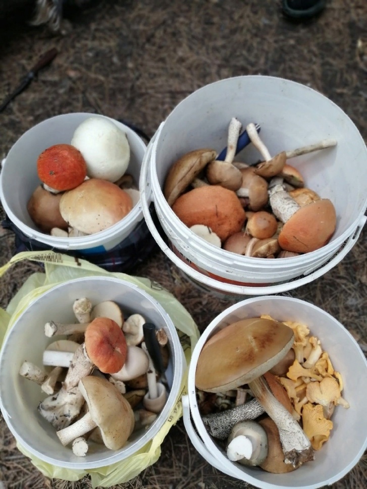 Неподалеку от Тайгинки удалось собрать четыре ведра грибов