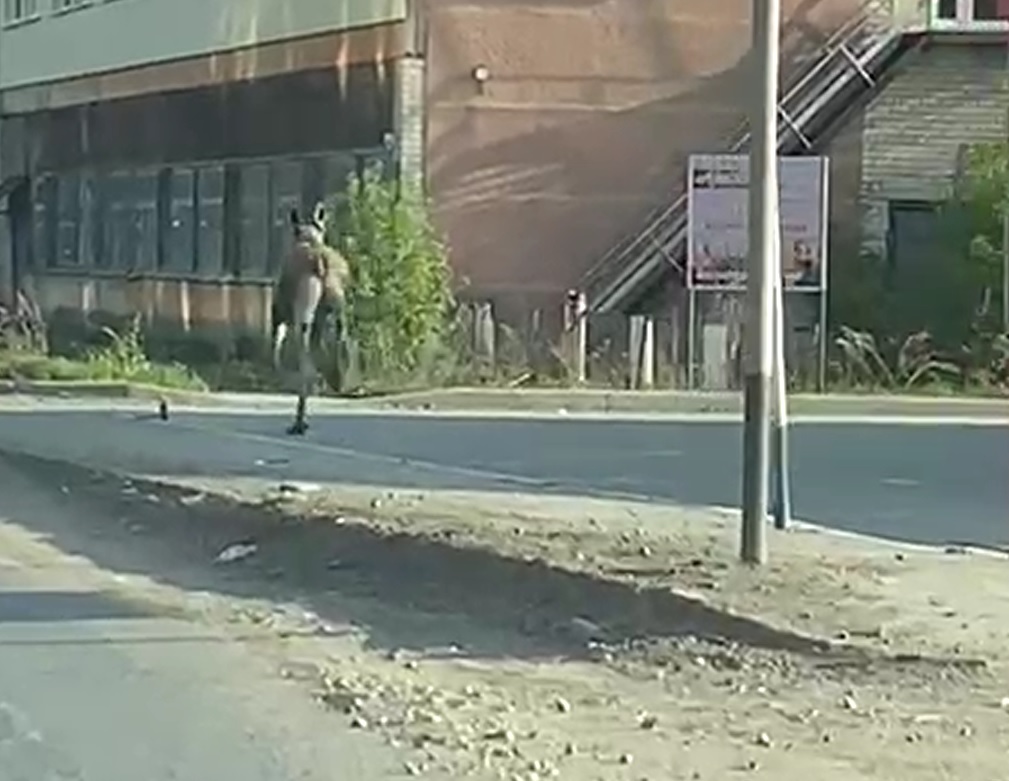 В Артёмовском лося, бегавшего по городу, сняли на видео