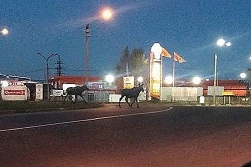 Лоси прошлись прямо по проезжей части, не обращая внимания на редкие автомобили Лоси прошлись прямо по проезжей части, не обращая внимания на редкие автомобили