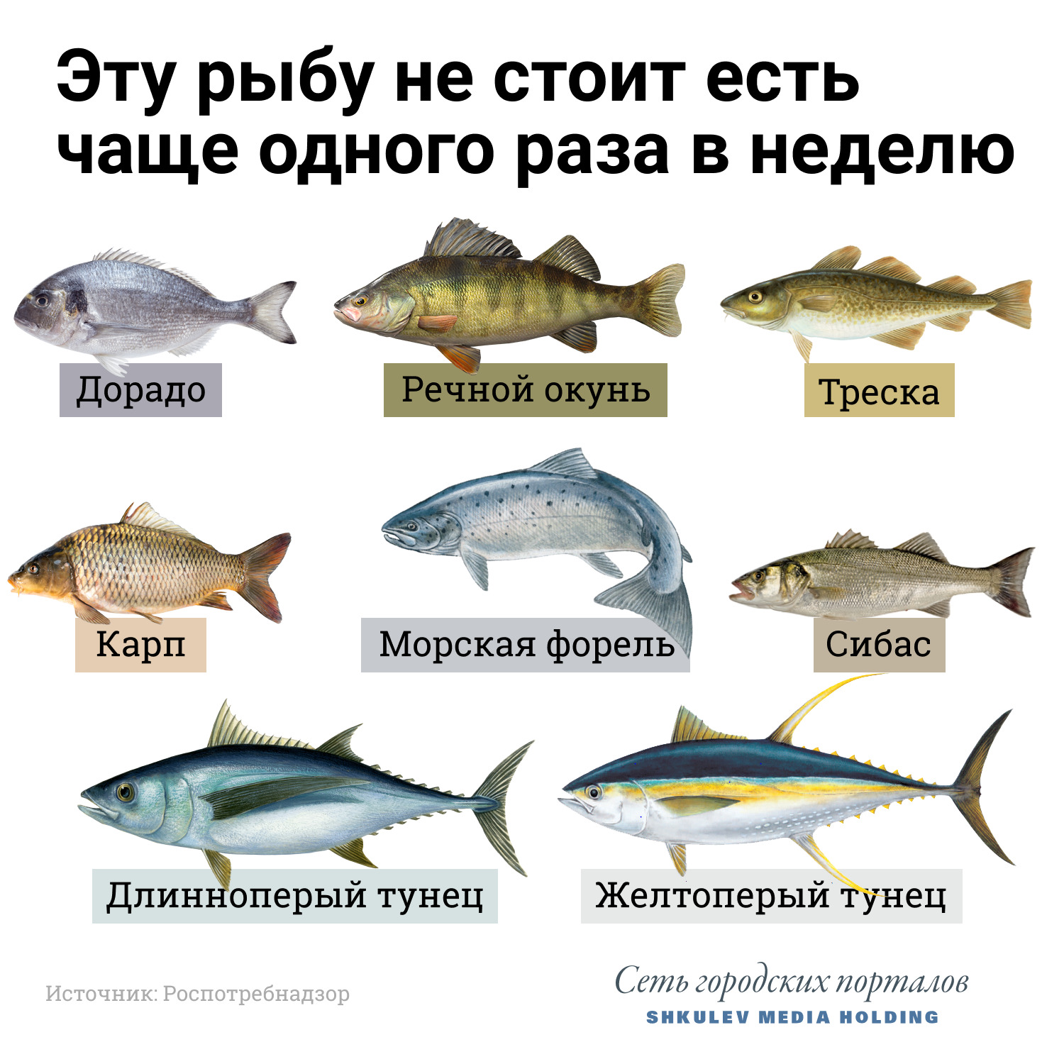 Семейство тунцовых рыб список с фото