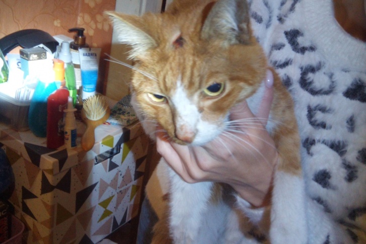 Котик по имени Брюс, которого спас Евгений Зенков Котик по имени Брюс, которого спас Евгений Зенков
