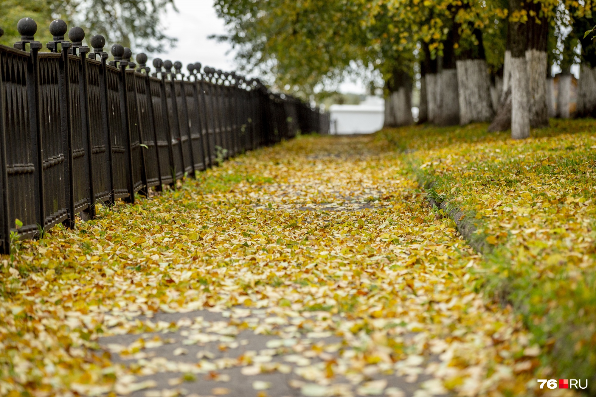 Время шуршать листьями Время шуршать листьями