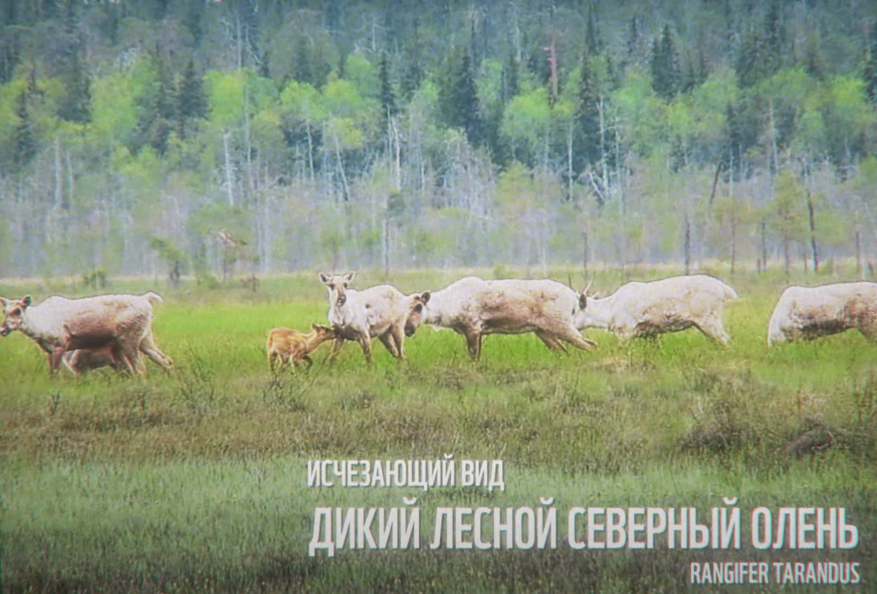 По <a href="https://29.ru/text/animals/2020/10/22/69514007/" target="_blank" class="_">данным ученых</a>, основные причины резкого сокращения численности дикого северного оленя — вырубки старовозрастных хвойных лесов, браконьерство и хищничество волков По <a href="https://29.ru/text/animals/2020/10/22/69514007/" target="_blank" class="_">данным ученых</a>, основные причины резкого сокращения численности дикого северного оленя — вырубки старовозрастных хвойных лесов, браконьерство и хищничество волков