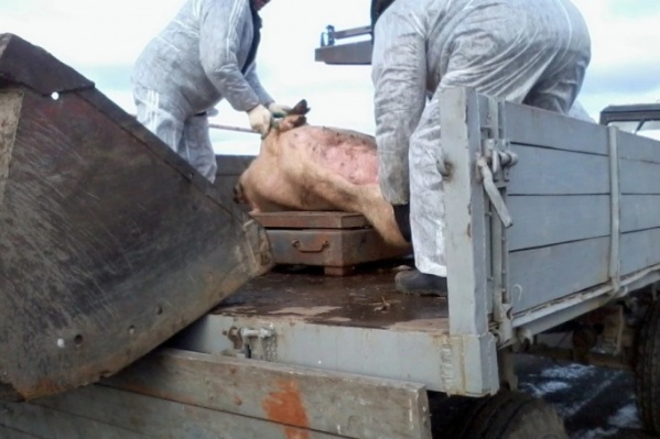 От вируса в Коркино погибло шесть животных От вируса в Коркино погибло шесть животных